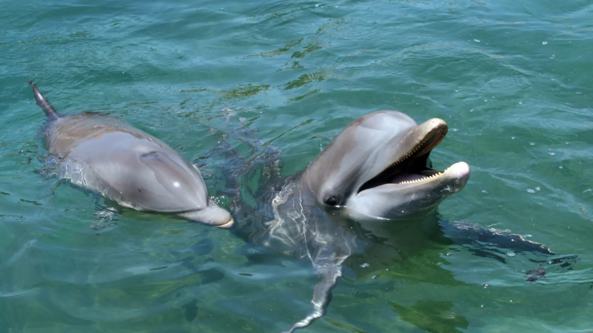 Delfines 